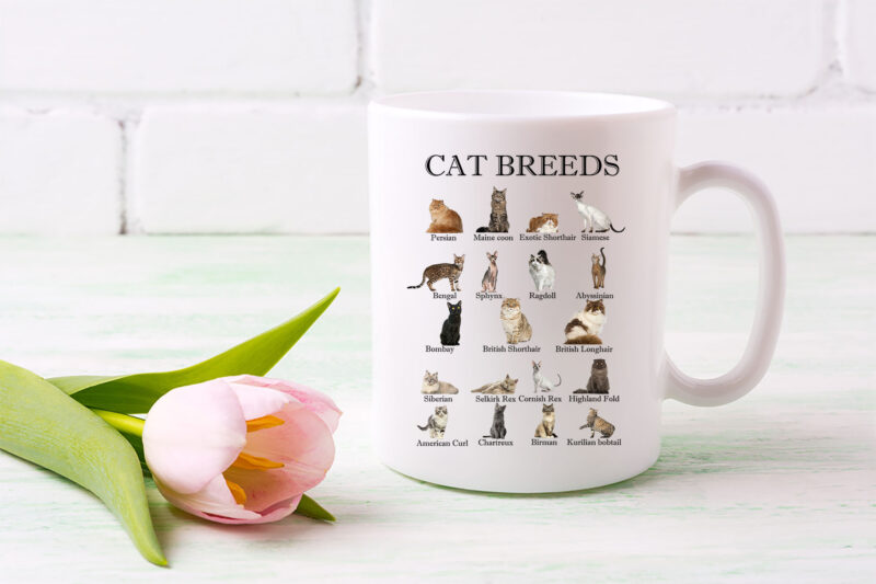 Cat Breeds All The Different Types Of Cats Cat Lovers Kitty NL