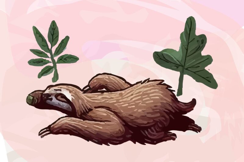 Sloth Animals Watercolor PNG Clipart