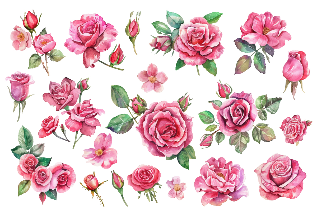 Romantic Watercolor roses Flowers png - Buy t-shirt designs