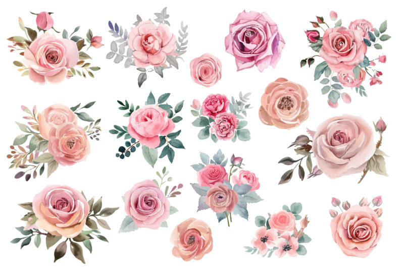 watercolor illustration set of pink rose