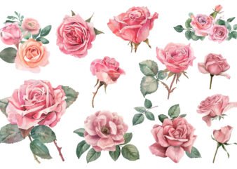 watercolor illustration set of pink rose
