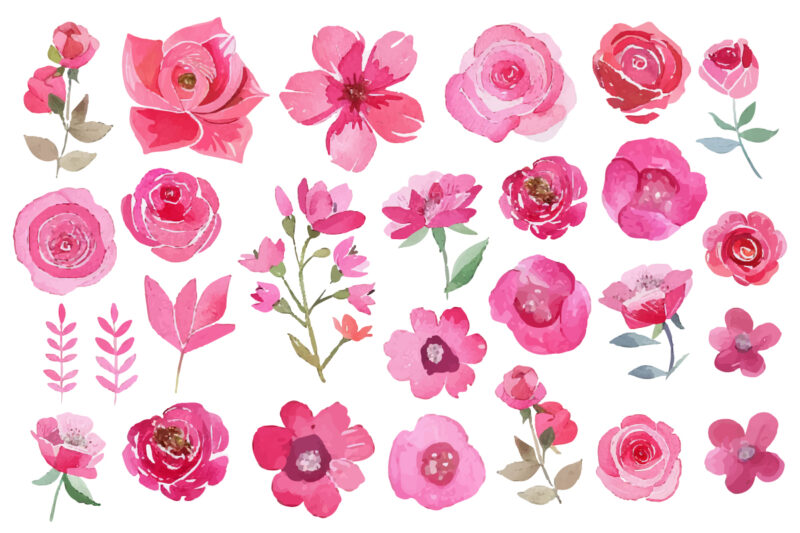 watercolor pink roses clipart