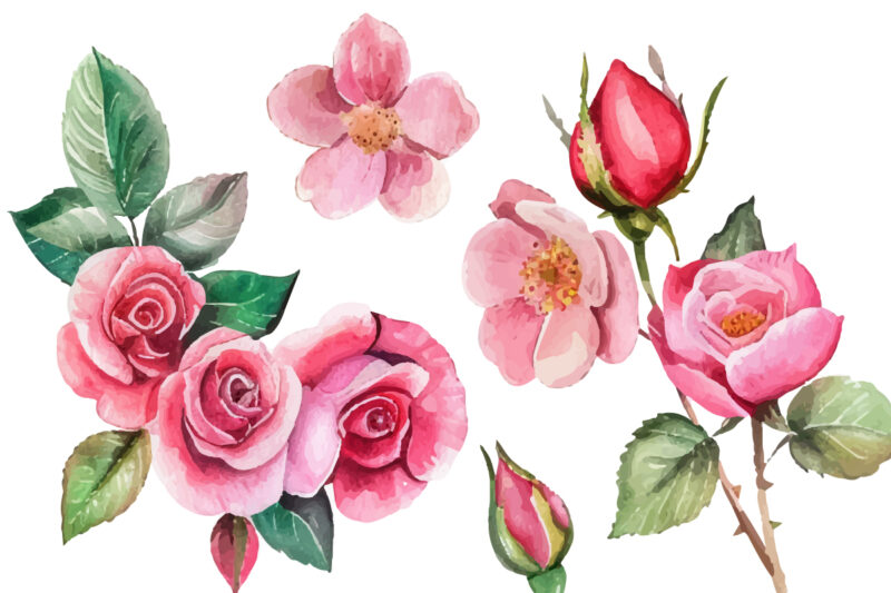 Romantic Watercolor roses Flowers png