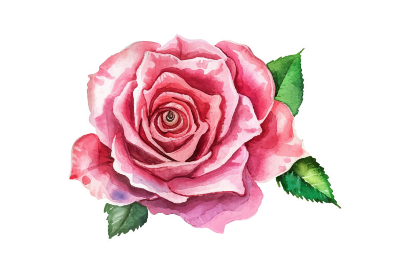 Romantic Watercolor roses Flowers png