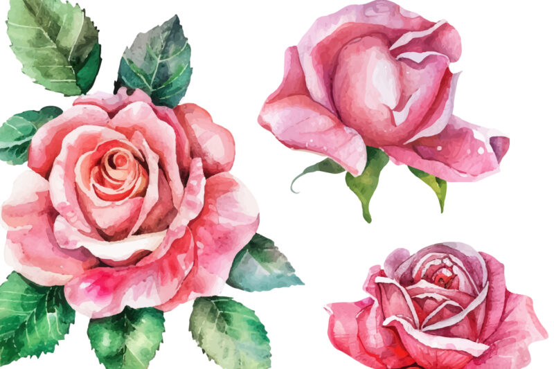 Set of beautiful watercolor roses