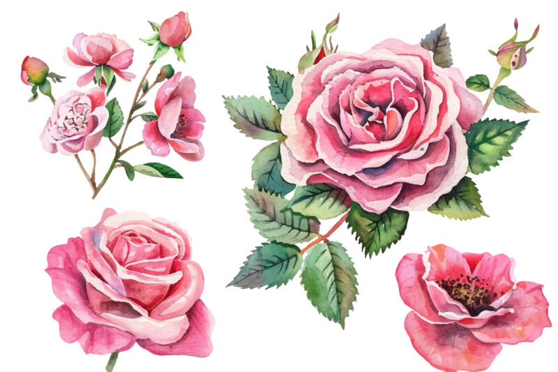 Pink Roses Watercolor