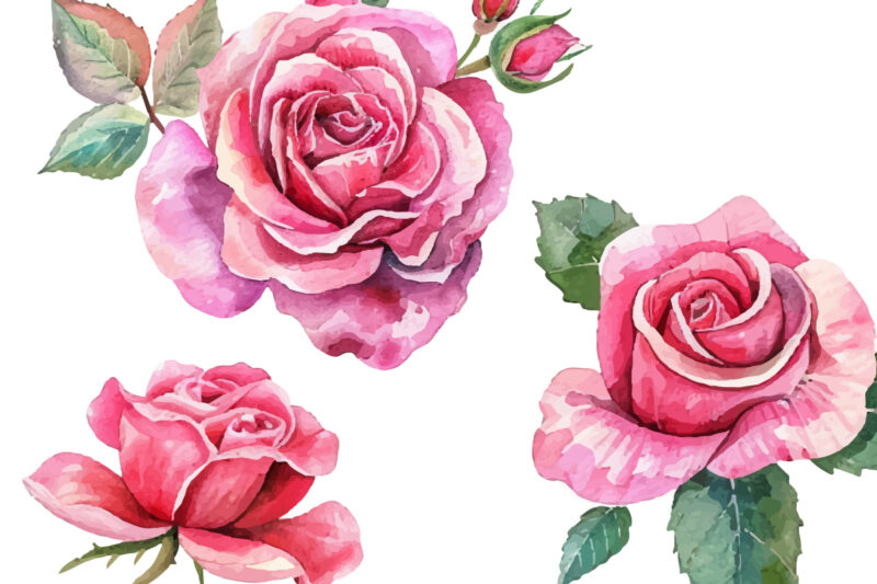 Light Pink Rose Watercolor Art