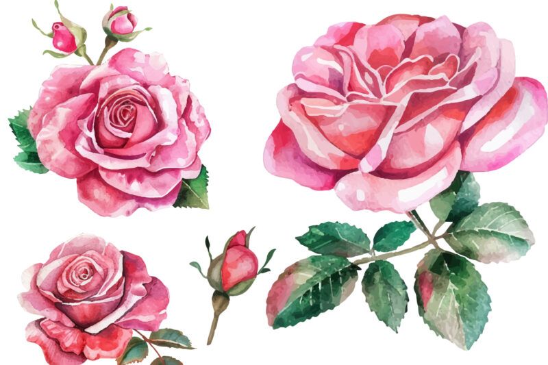 Set of beautiful watercolor roses