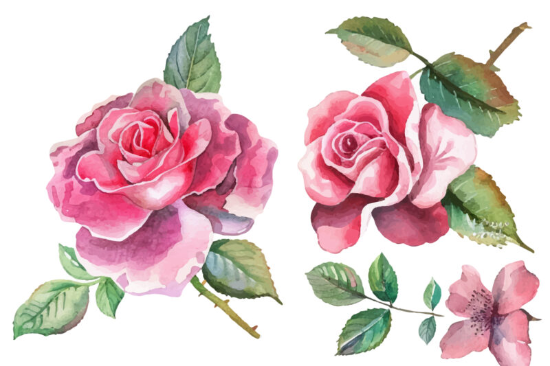 Romantic Watercolor roses Flowers png