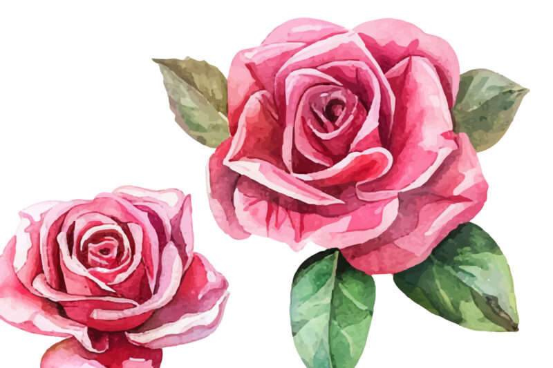 watercolor pink rose flower bouquet