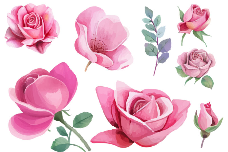 watercolor pink roses clipart