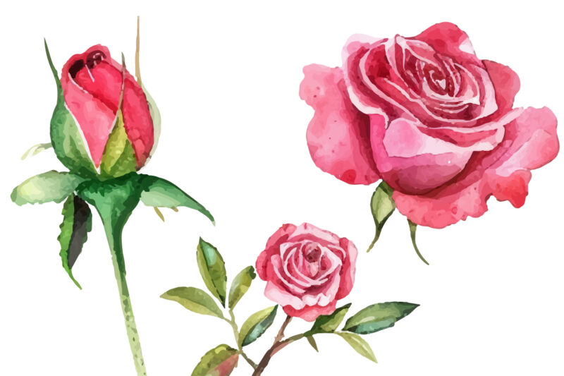 Romantic Watercolor roses Flowers png