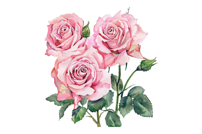 Watercolor Pink Roses Bouquet, Floral Clipart, Wedding Clip art