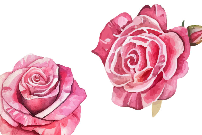 Romantic Watercolor roses Flowers png