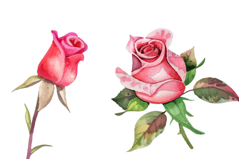 Pink Roses, Printable Watercolor clipart