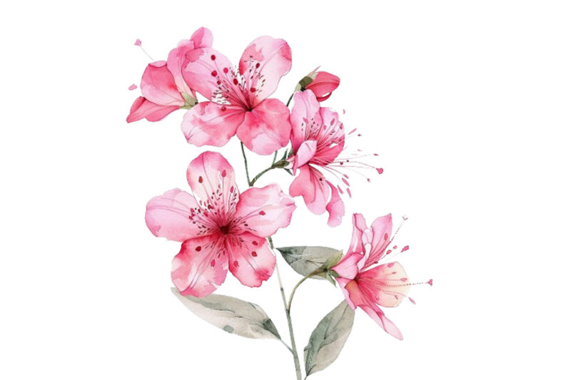 Pink Flowers Watercolor Clipart