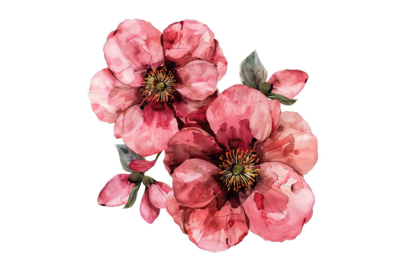 Pink Flowers Watercolor Clipart