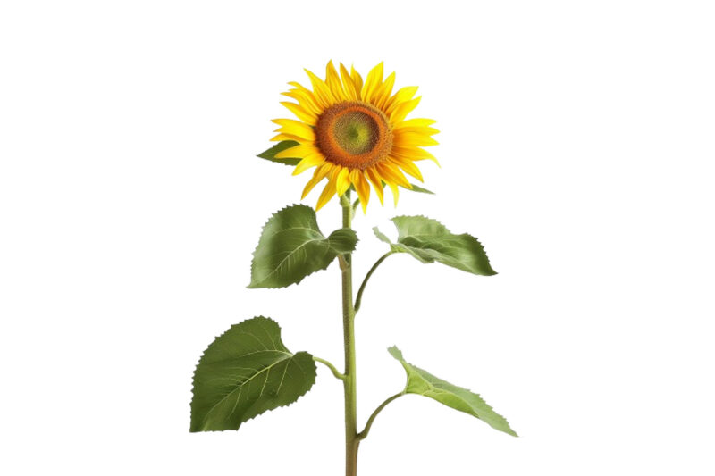 Plant Sunflower