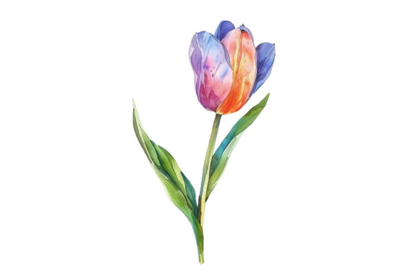 Spring Flower watercolor Clipart