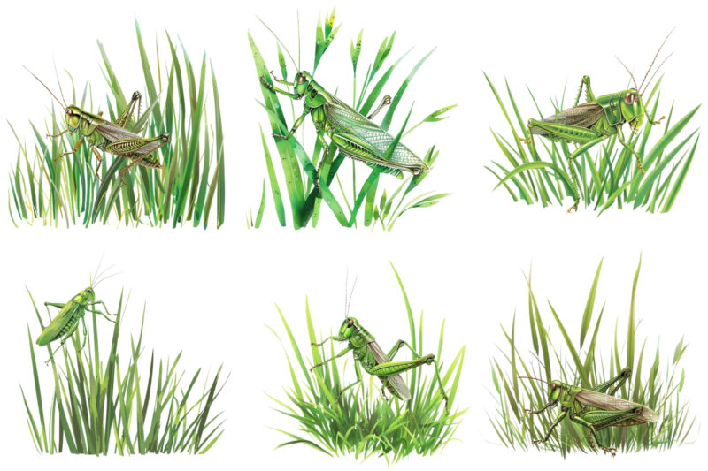 Spring Grass with dragonflies Clipart