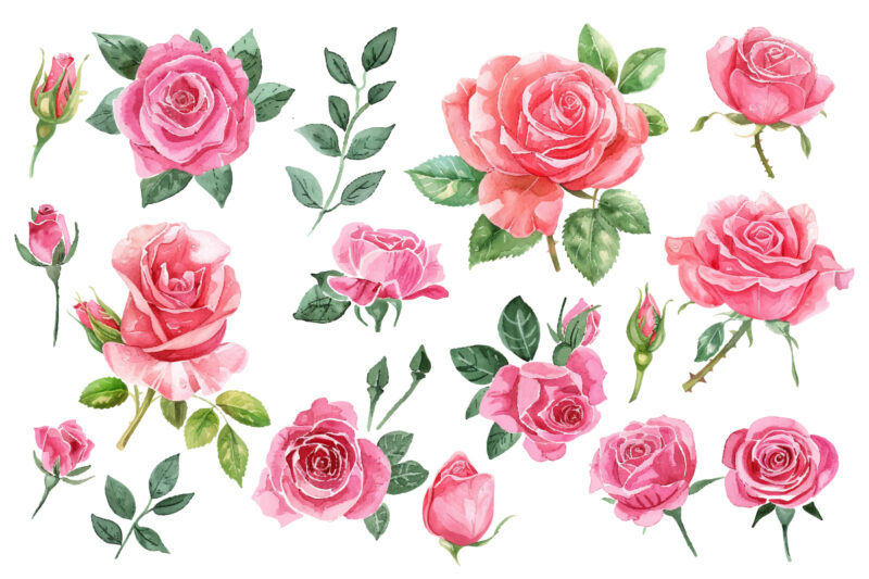 Watercolor Roses Flower Art