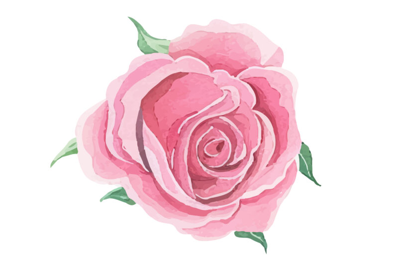 Watercolor Pink Rose Flower Bouquet