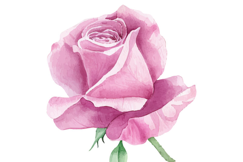 Watercolor Roses Flower