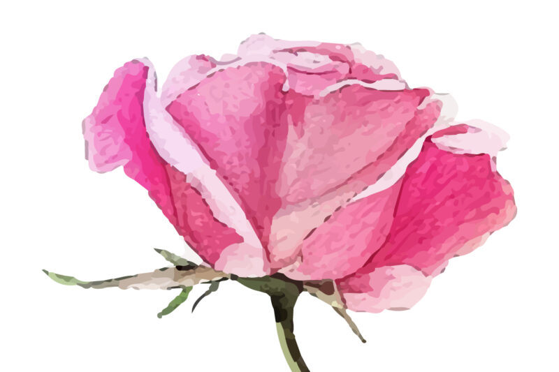 Watercolor Roses Flower Art