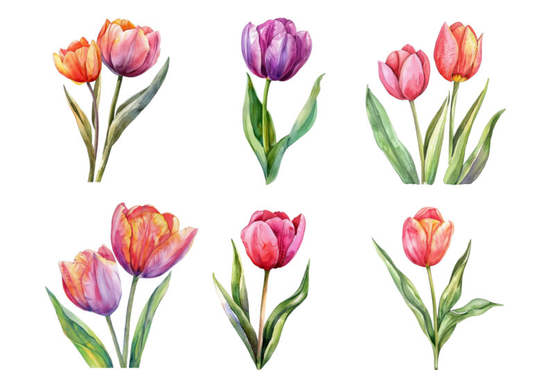 watercolor Spring Tulip clipart