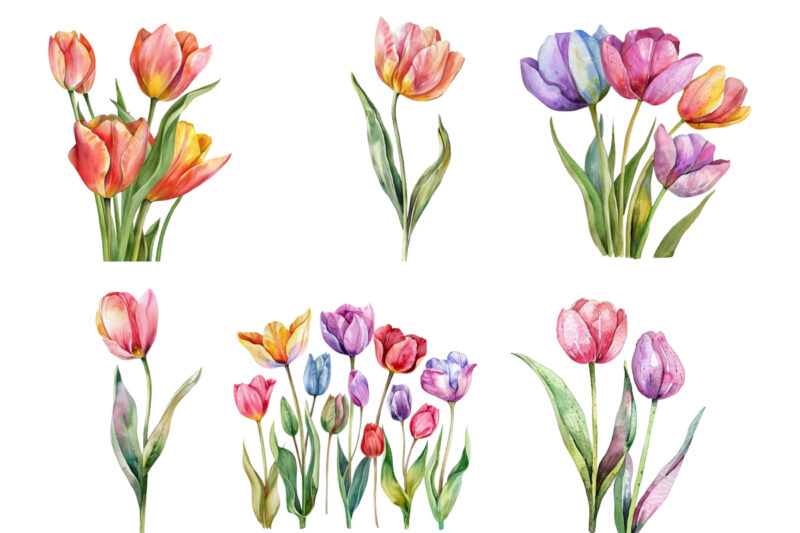 watercolor Spring Tulip clipart