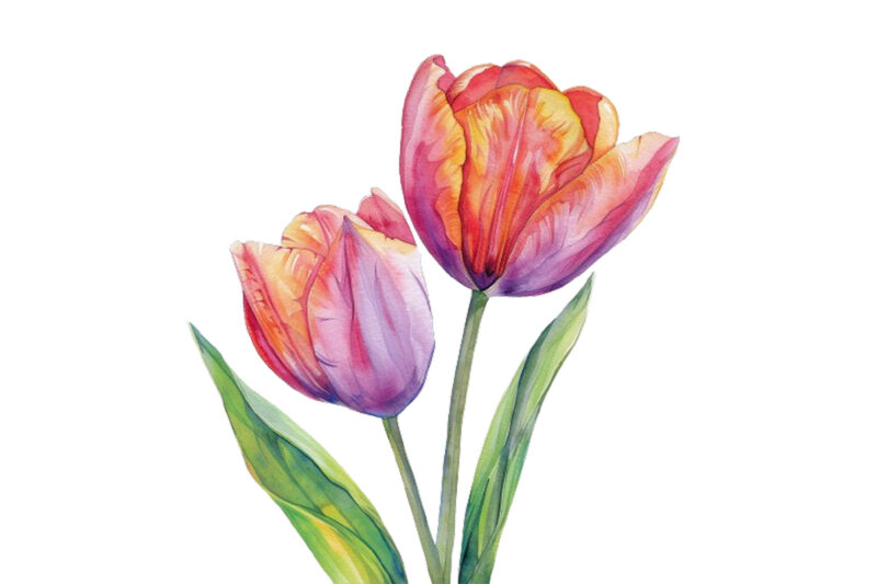 watercolor Spring Tulip clipart