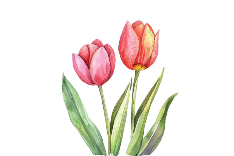 watercolor Spring Tulip clipart