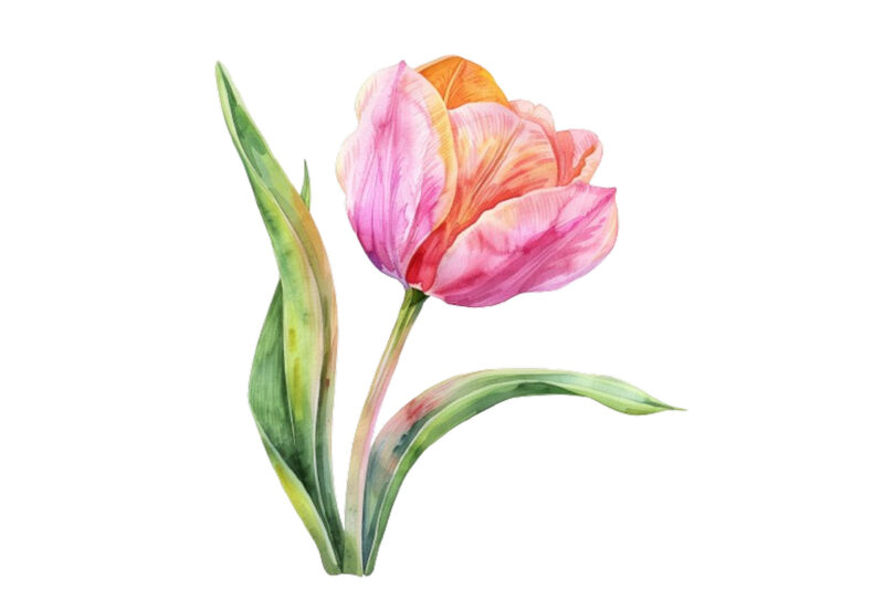 watercolor Spring Tulip clipart