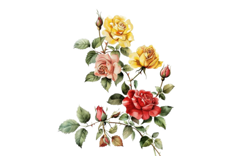 Watercolor Black Red Yellow Pink Roses Vine Clipart