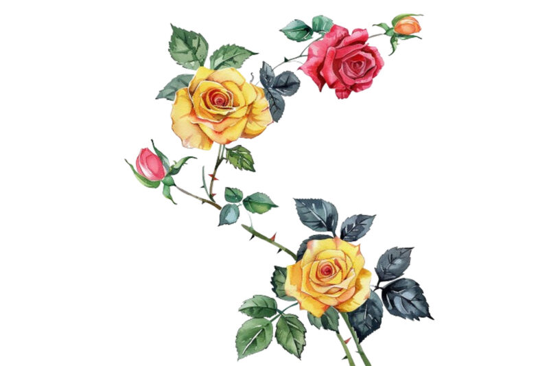 Watercolor Black Red Yellow Pink Roses Vine Clipart