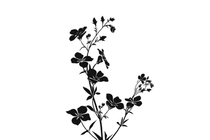 silhouette Wildflower