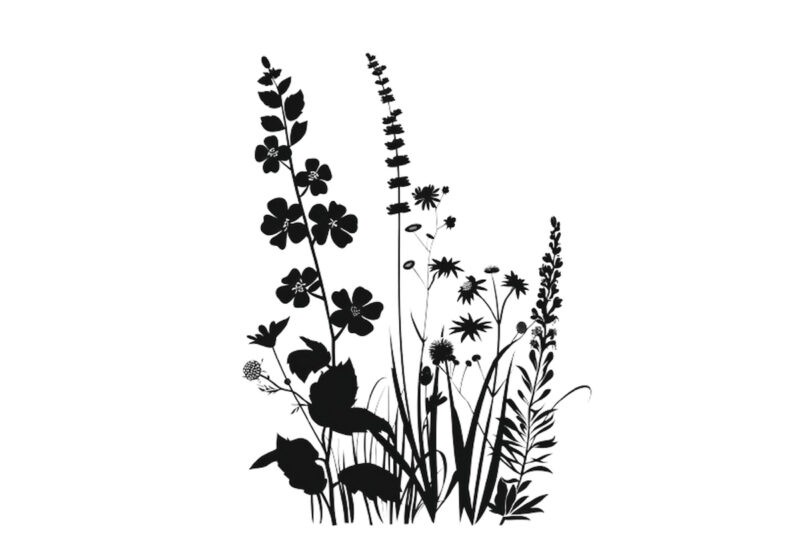 silhouette Wildflower