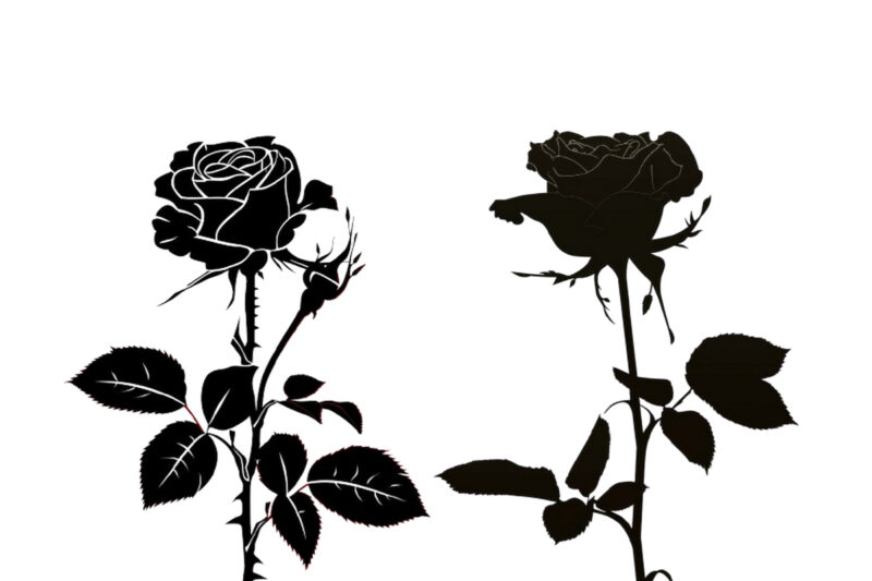 silhouette rose flower