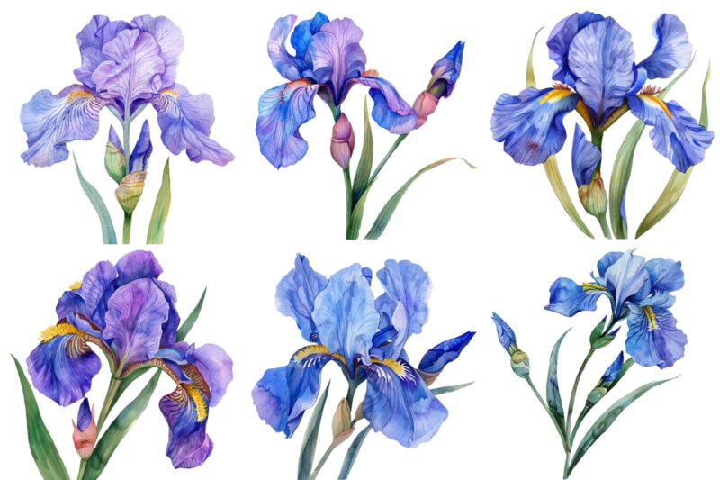 watercolor Iris flower