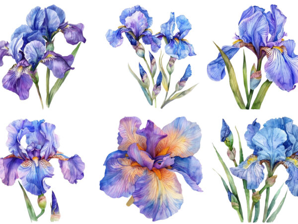 Watercolor iris flower t shirt design for sale