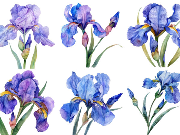 Watercolor iris flower t shirt design for sale