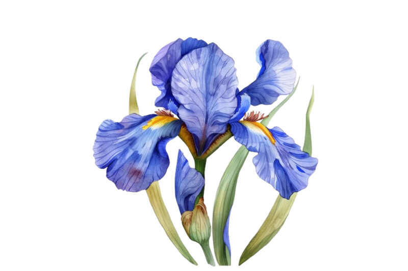 watercolor Iris flower