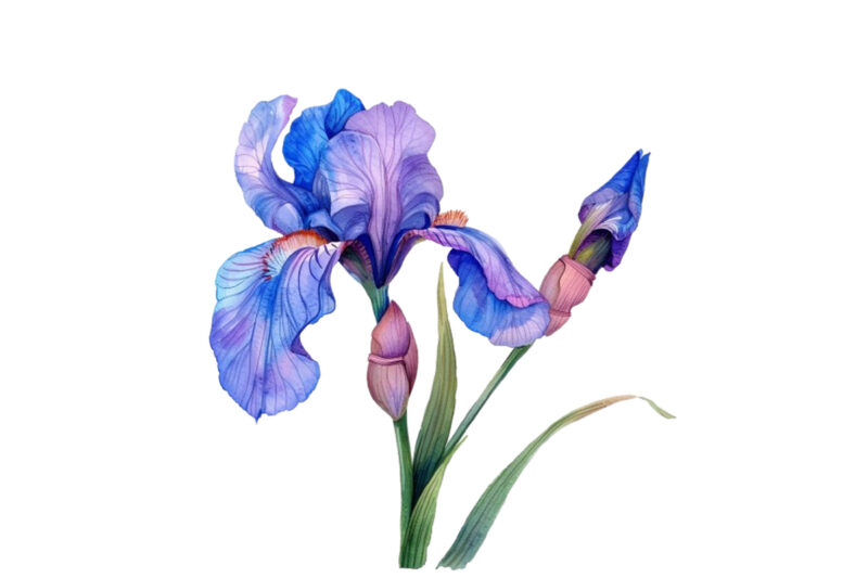 watercolor Iris flower