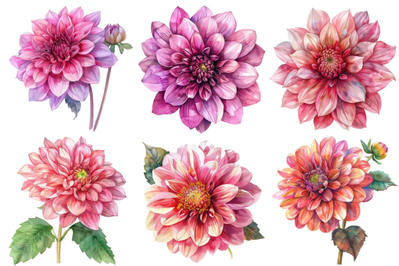 watercolor Dahlia clipart