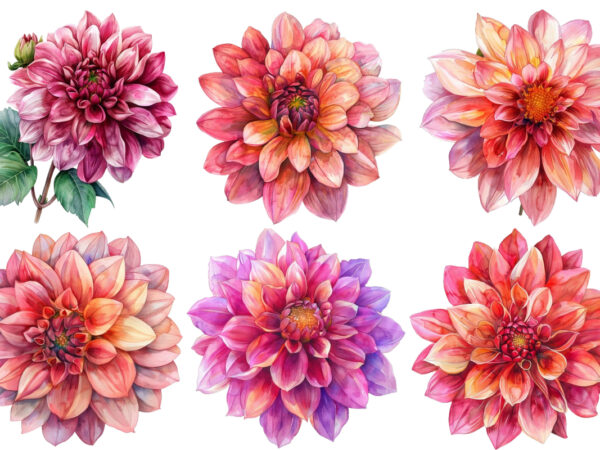 Watercolor dahlia clipart t shirt design for sale