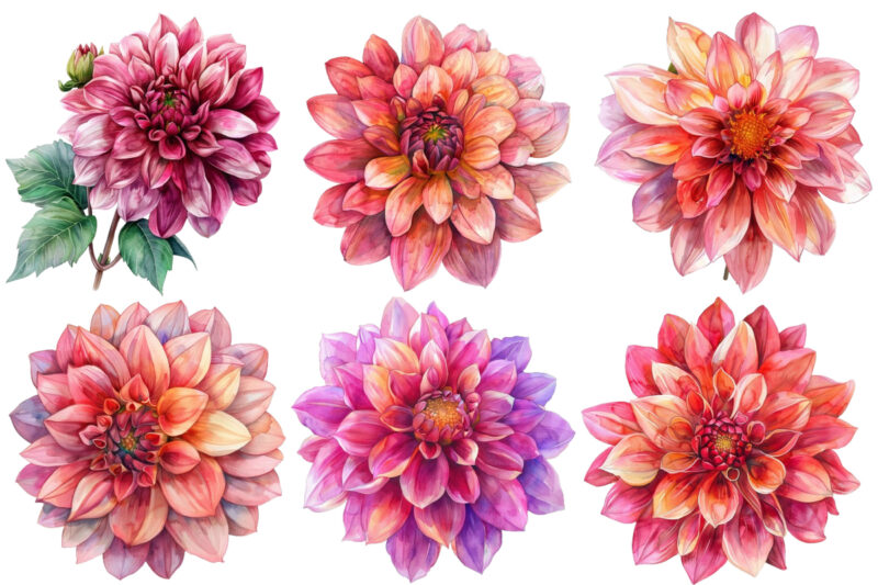 watercolor Dahlia clipart