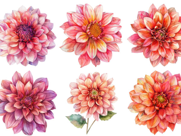 Watercolor dahlia clipart t shirt design for sale