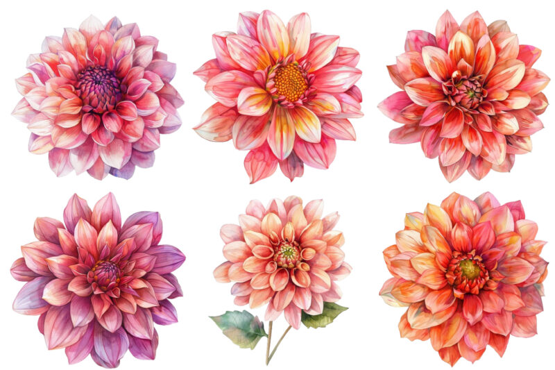 watercolor Dahlia clipart