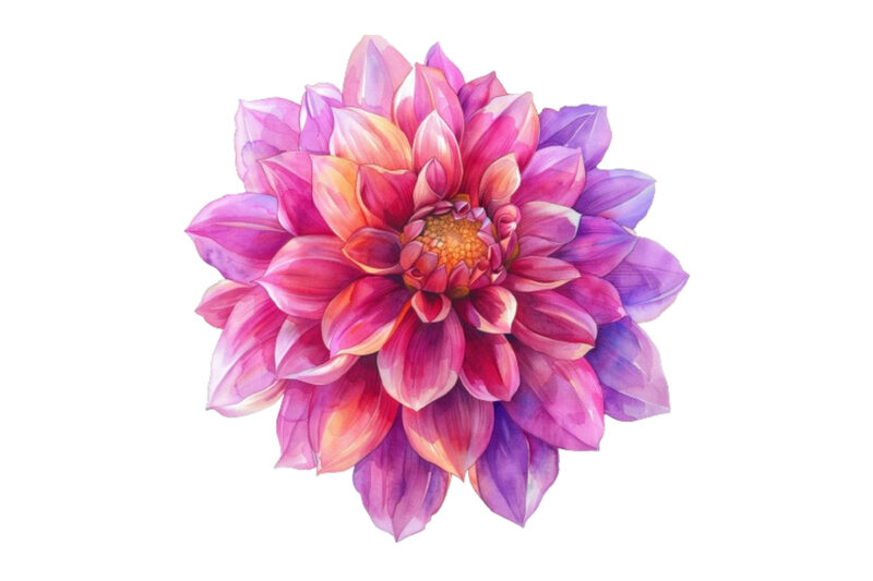 watercolor Dahlia clipart