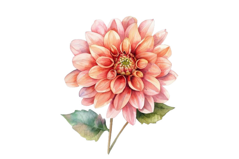 watercolor Dahlia clipart